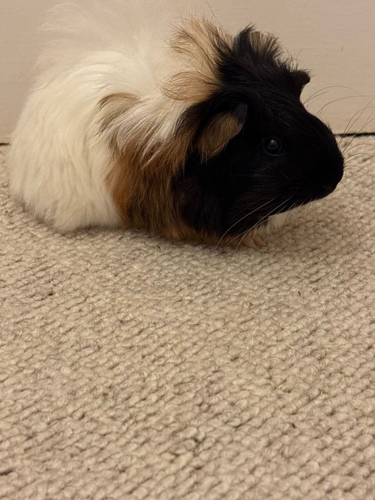 4 month old female guineapig 