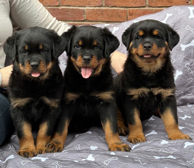 KC Registered Rottweiler Puppies