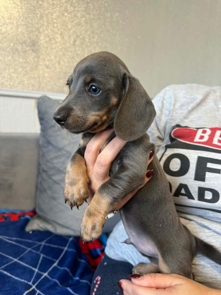 Miniature dachshund puppies!!