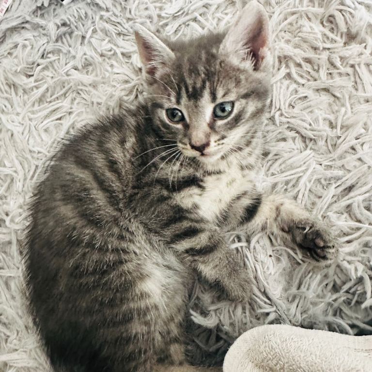Beautiful kitties 