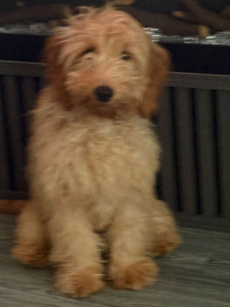 F1 Cavapoo 