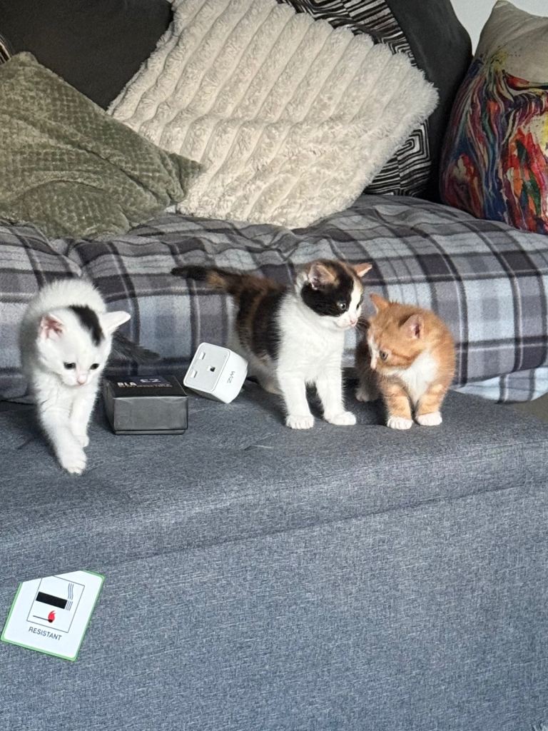 Kittens for sale