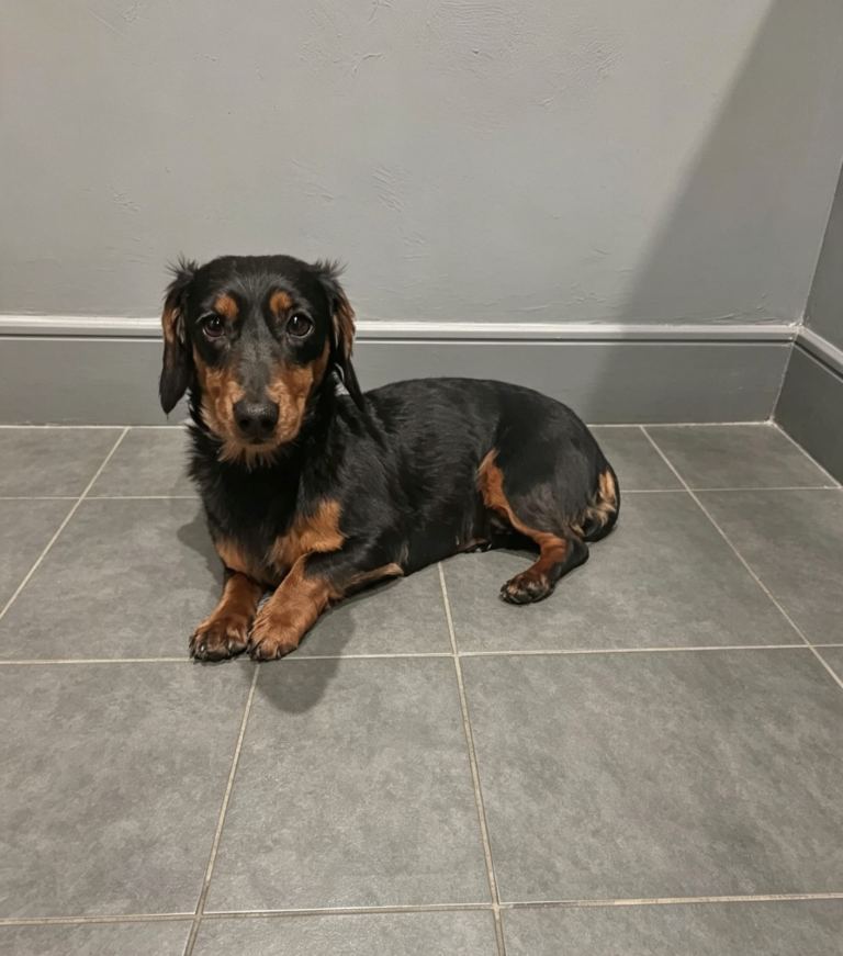Miniature long hair dachshund 