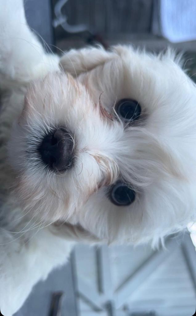 Boy Bichon Frise 9 weeks old