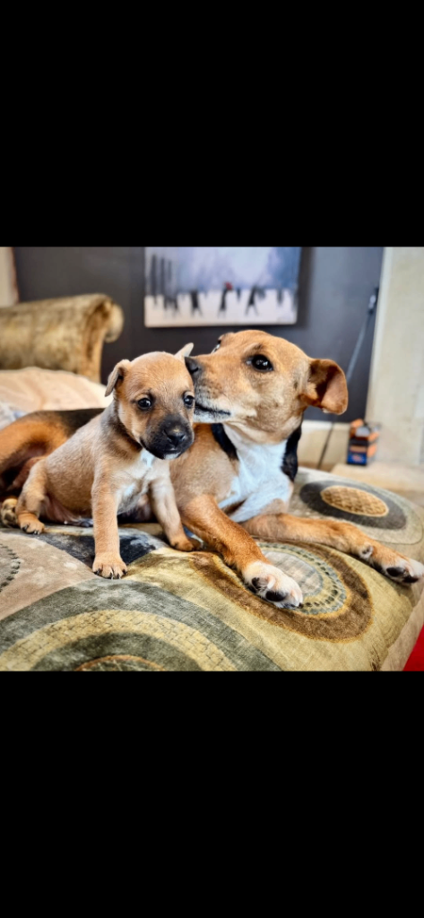 Gorgeous Patterjack/Lakeland puppies