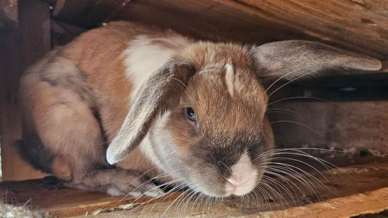 Adorable Lop Rabbit Looking for a New Home