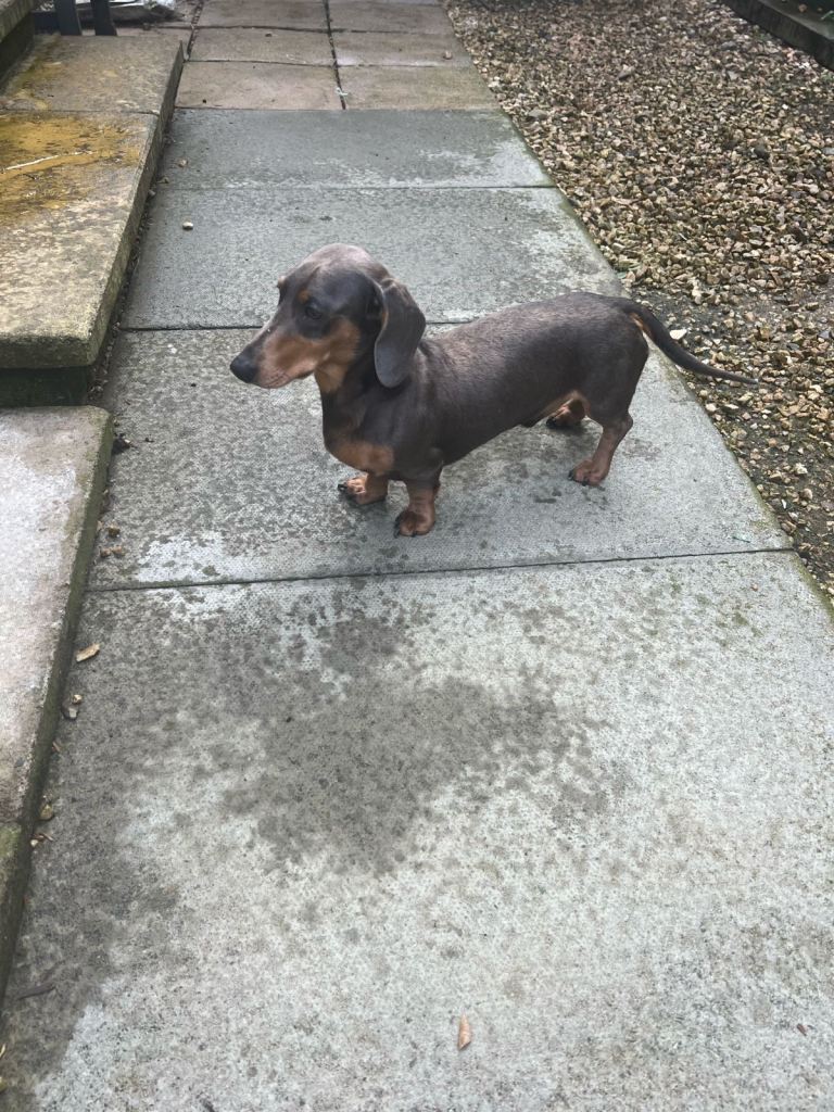 Dachshund 