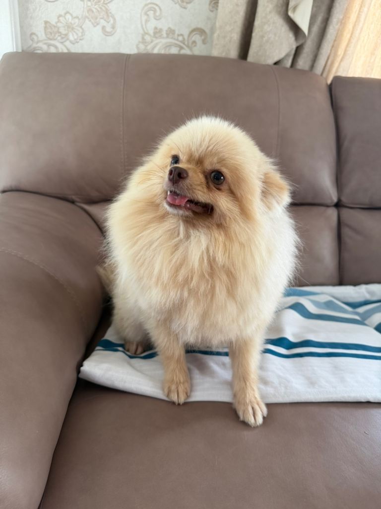 Beautiful Pomeranian girl for sale