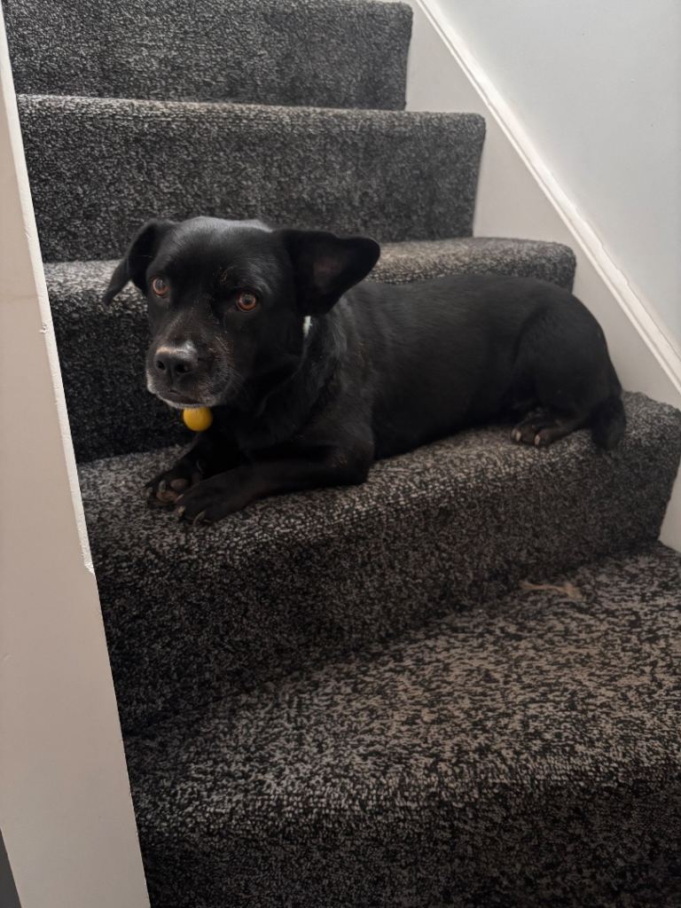 Dog for rehousing 