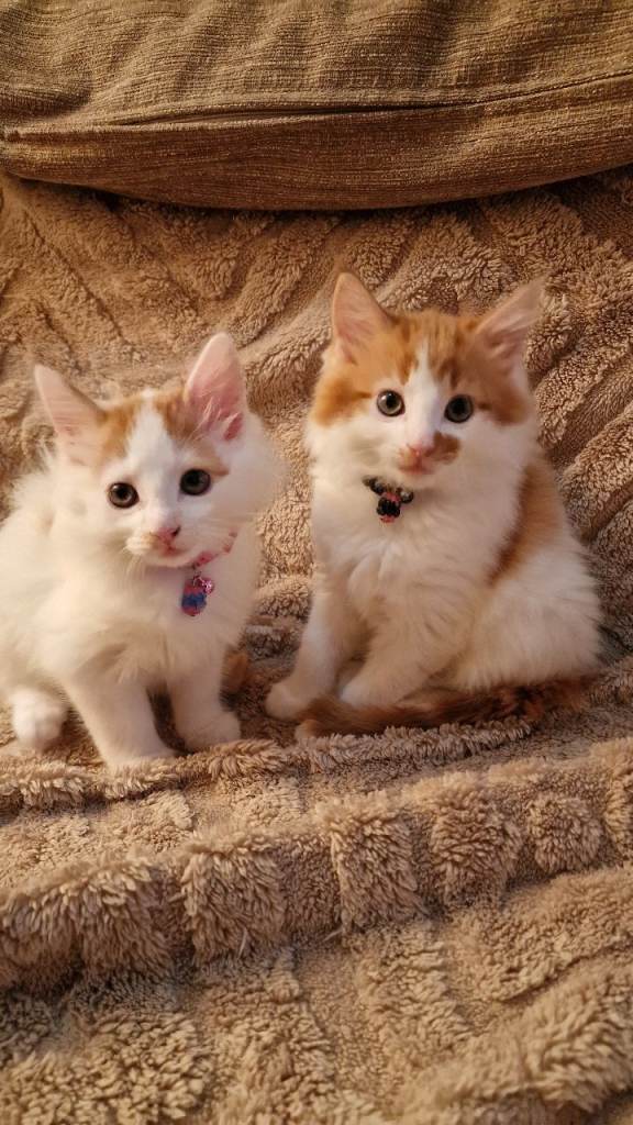 Kittens , 10 weeks old