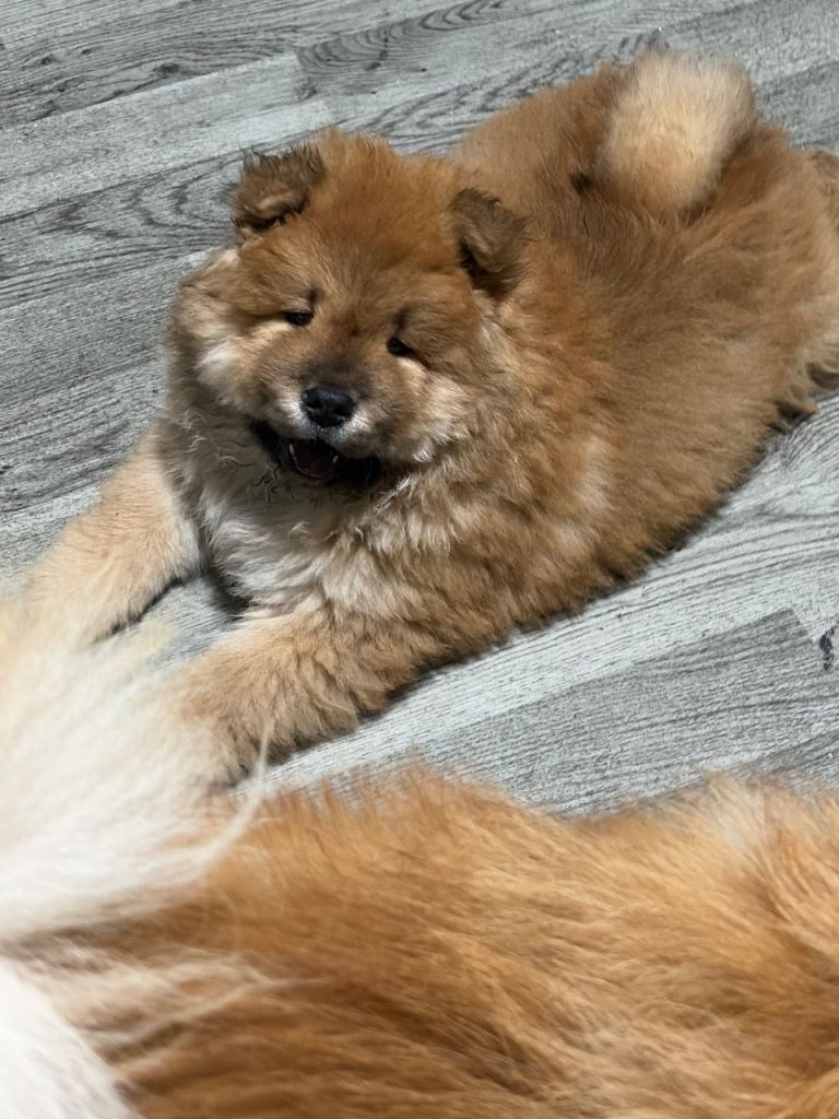  READY NOW ❤️😍Beautiful Purebred Chow Chow Puppy – Loving Family Home Wanted 🐻❤️