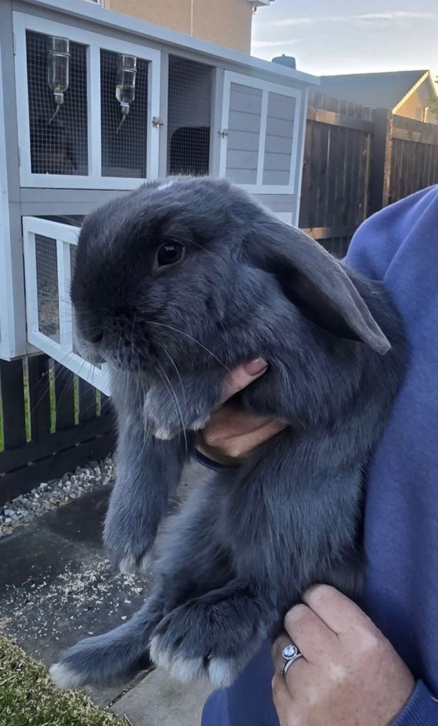 Two male bonded rabbits 