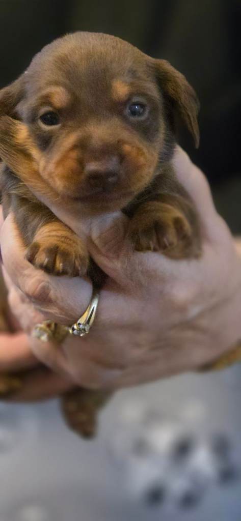 Dacshund puppies