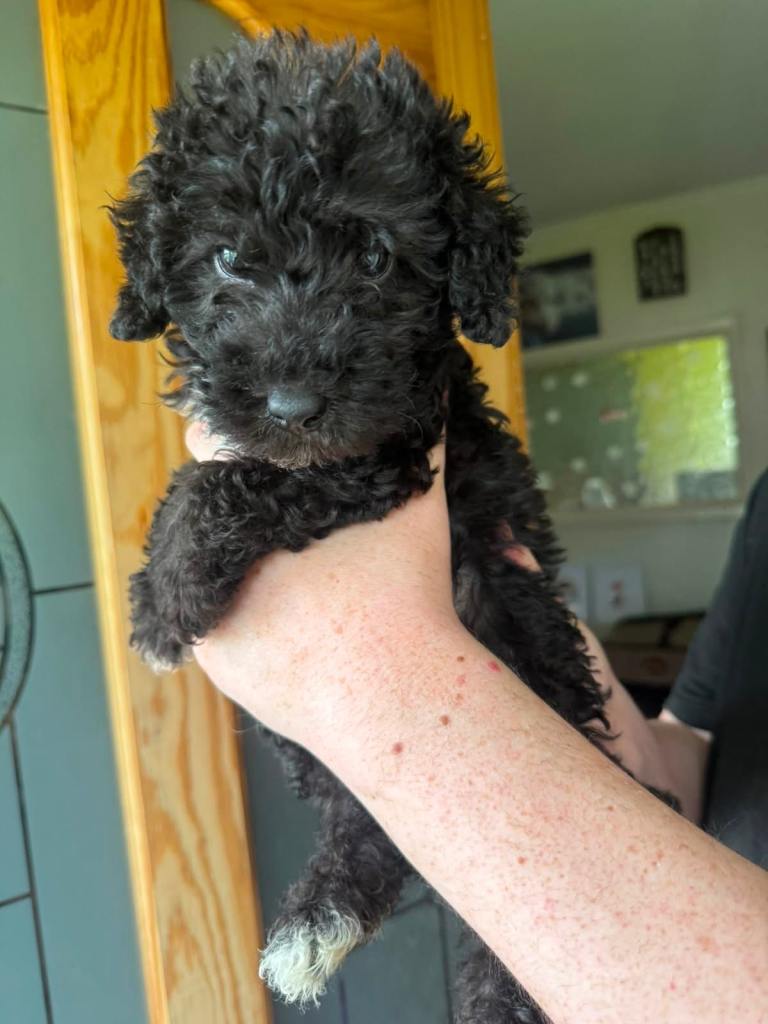 Bedlington terrier