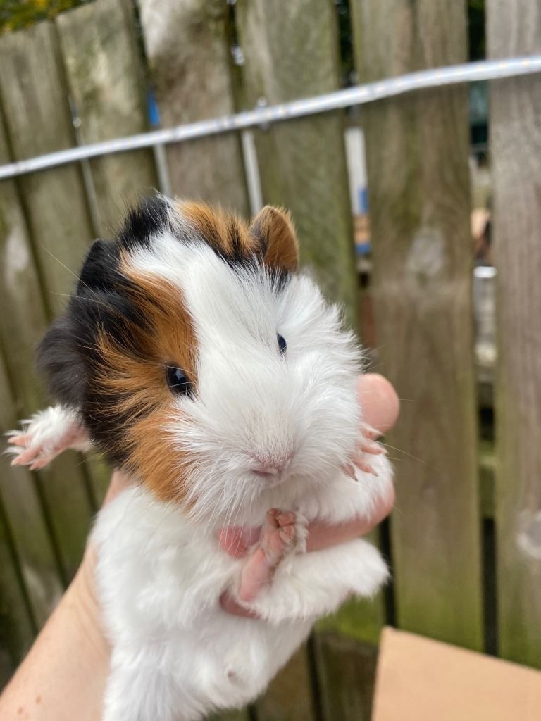 Young Guinea pigs 