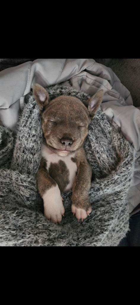 Staffordshire Bull Terrier Puppies...Exceptional Temperament, Top Homes Only!