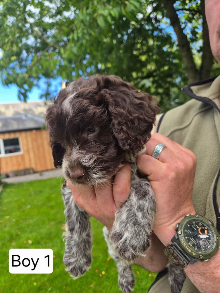 1 Boy Cocker Spaniel X Lagotto Romagnolo