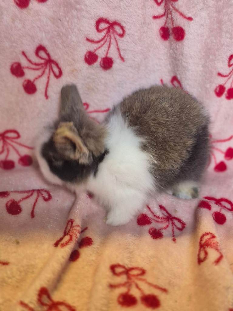 Lionhead bunnys