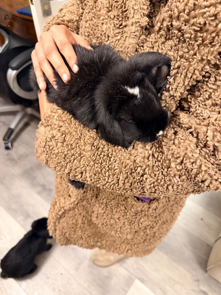 Pure Mini Lop Rabbits – 3.5 Months