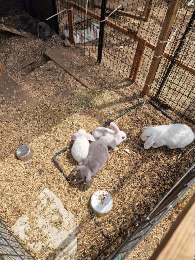 Rabbit 
