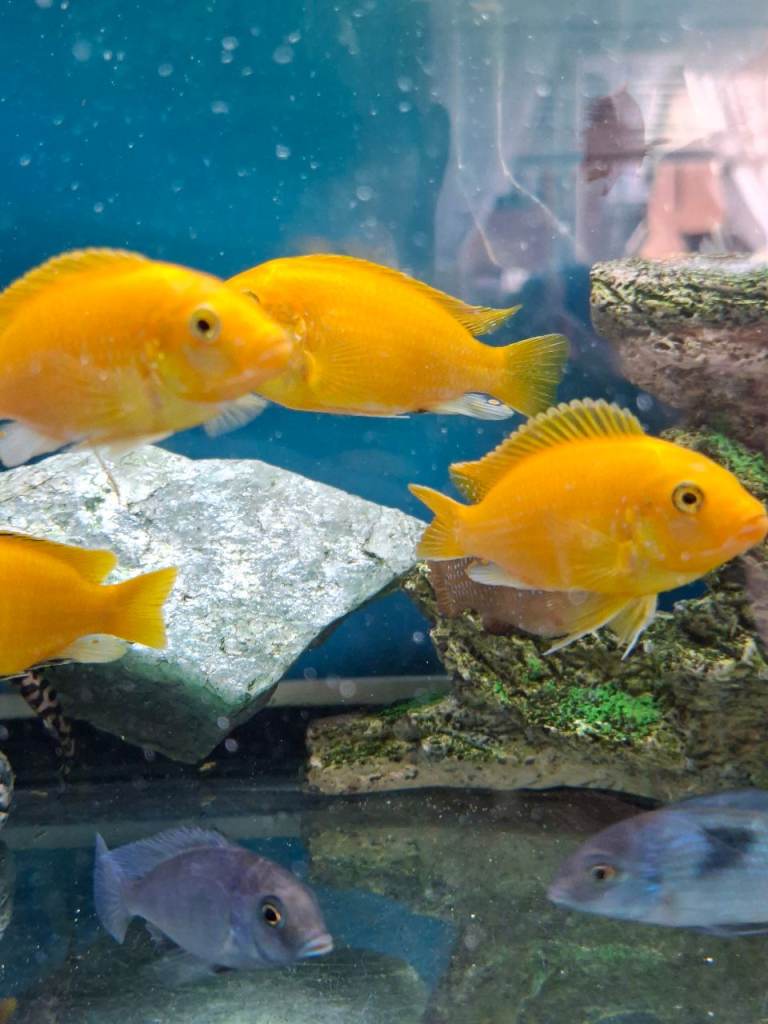 Tropical fish for sale