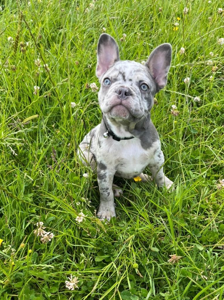 Gorgeous Frenchie pups 