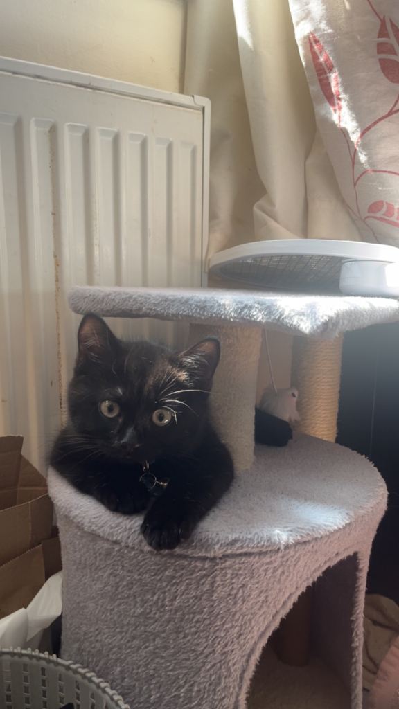 British short hair kitten