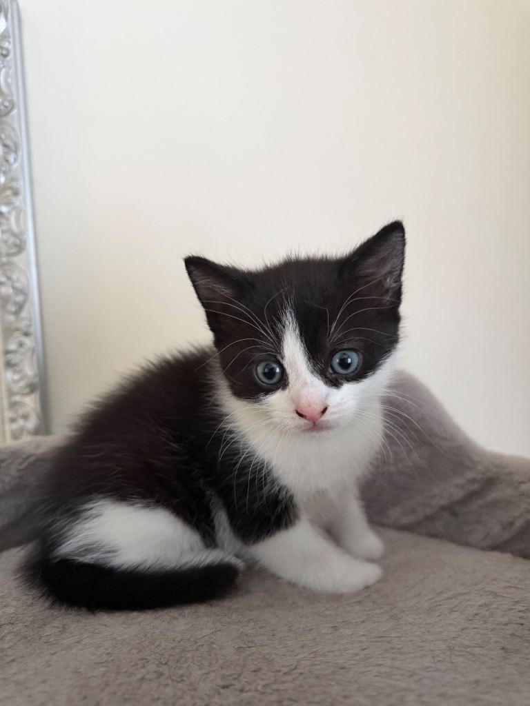 Kitten