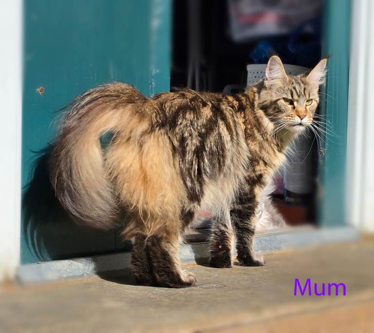 Adorable Maine Coon Kittens