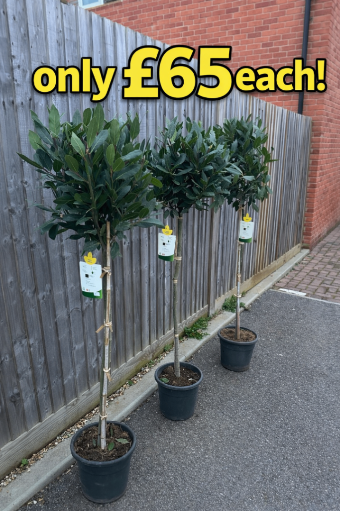 140–150cm Bay Trees (Including Pot Height) – £65 Each