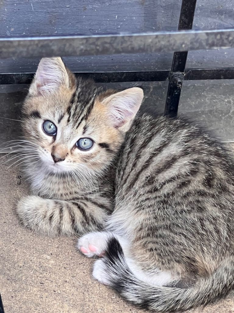 Kittens- Adopt from Cats In British short hair 