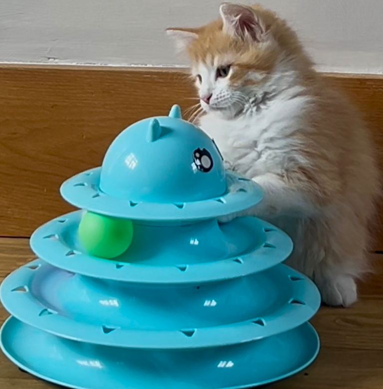 Gorgeous Siberian Kittens🐾Ready now ✨🐈‍⬛🐾
