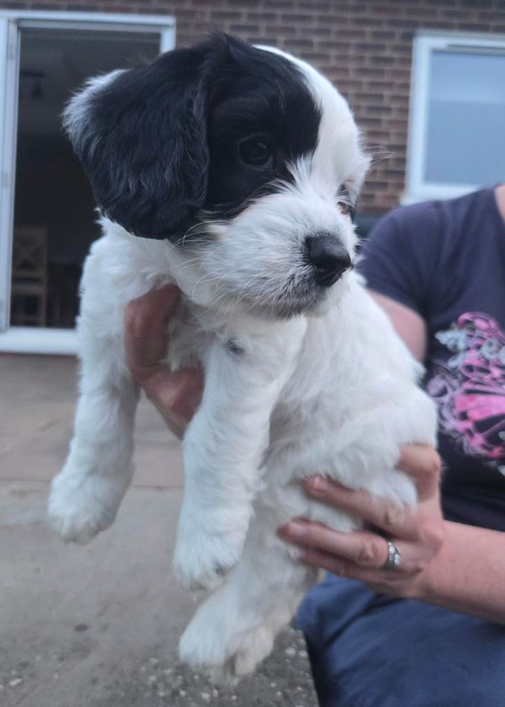 Cockapoo Puppies
