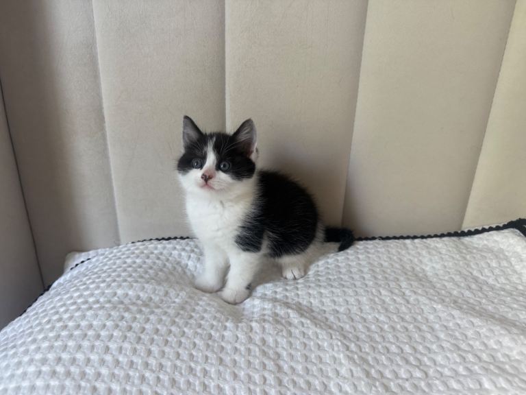 3 Beautiful Kittens £200 