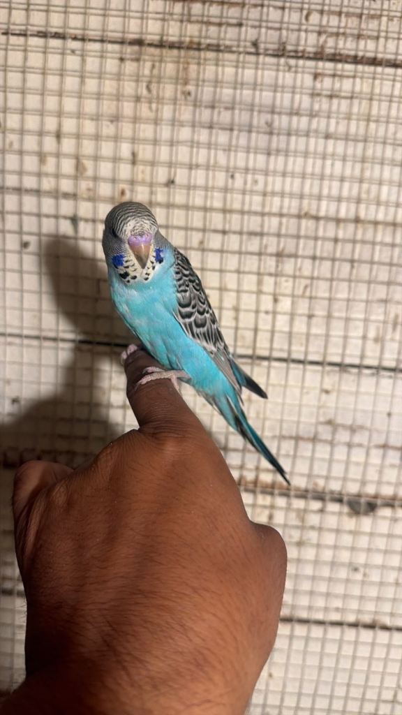 Baby budgies for sale £40 each collection mk404nn