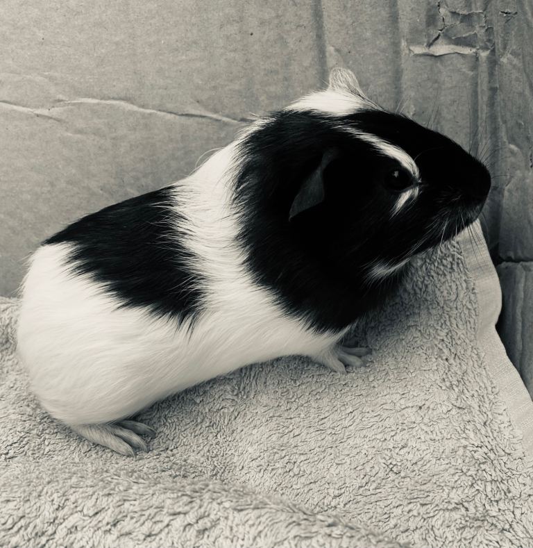 Young male & female Guinea pigs 