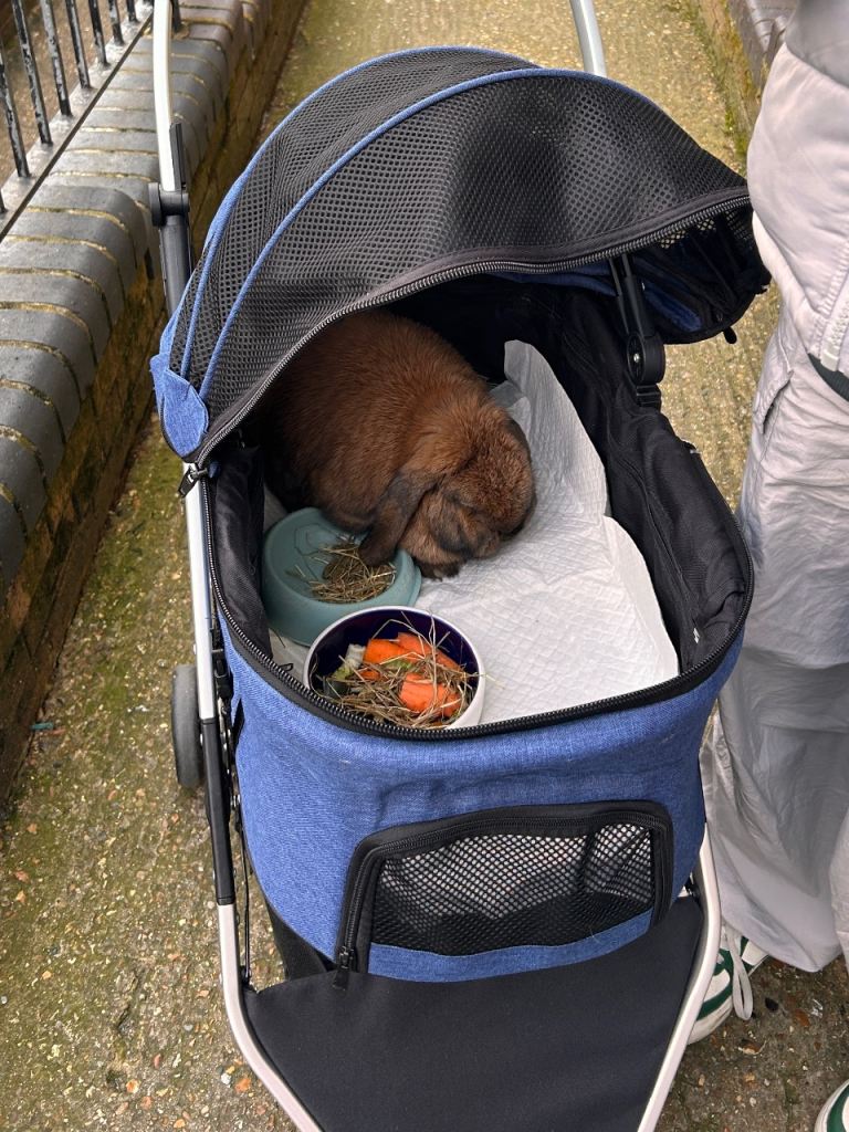 Pet stroller for sale 