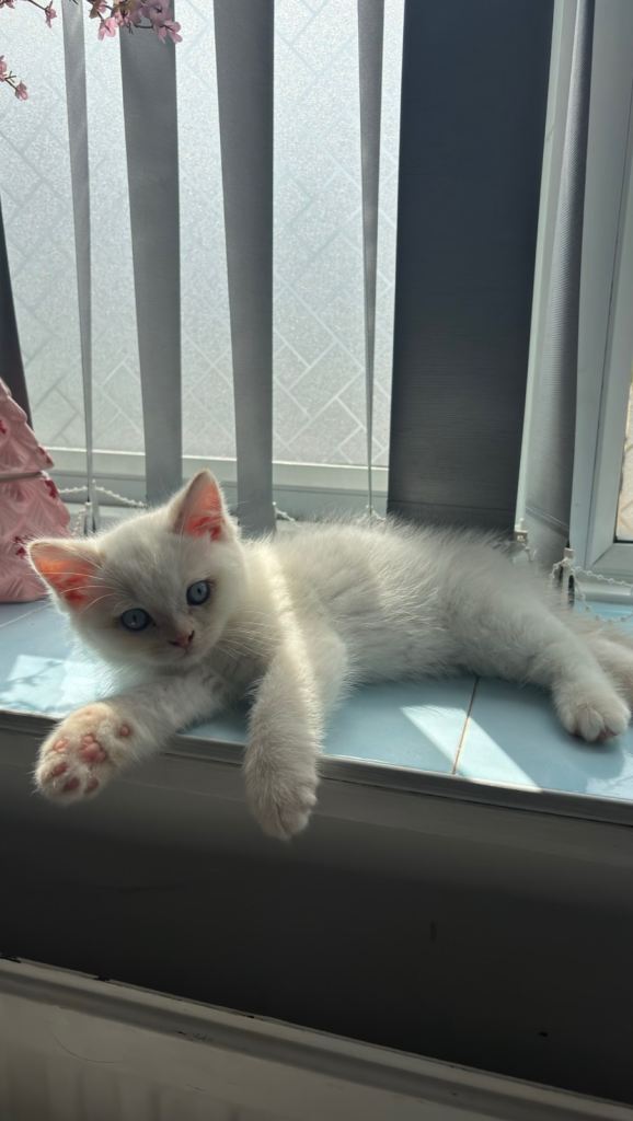 British shorthair kitten