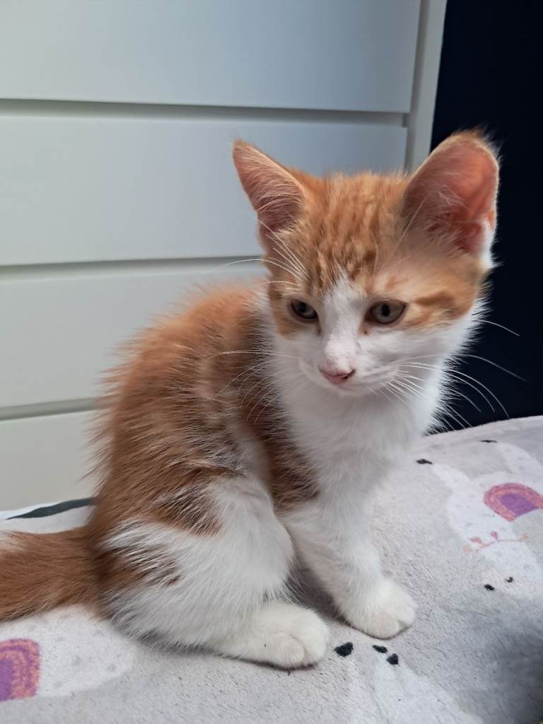 Kitten 10 weeks old ginger boy