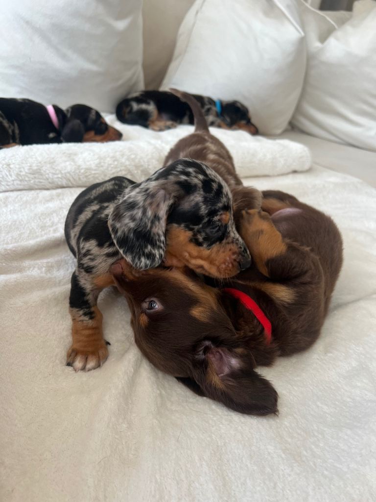 DACHSHUND PUPS FULL BREAD
