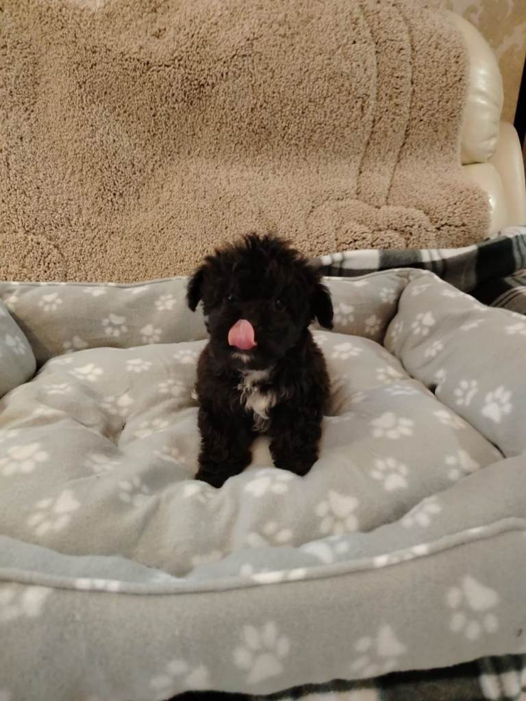 shih tzu x poodle puppy