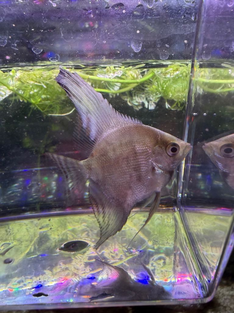 Young angel fish available 