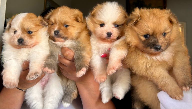  (1 girl and 3boys) Beautiful Pomeranian Puppies – Available to Reserve
