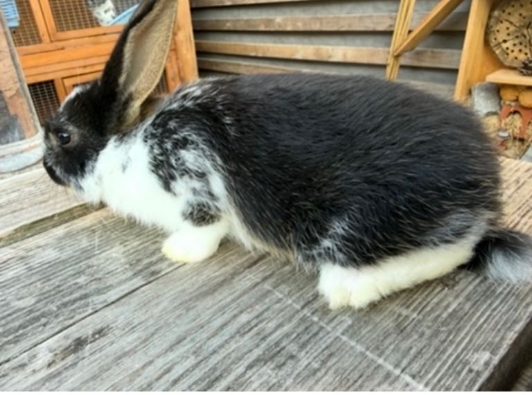 English spot x Dutch mop baby bunnies 