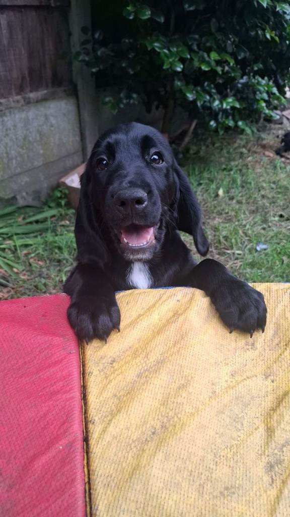 Gorgeous Cockapoo x puppies Ready for new homes