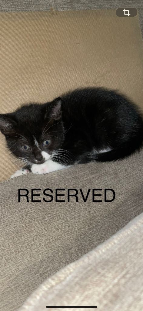 FEMALE KITTEN 8 WEEK OLD READY TO GO TO HER NEW HOME