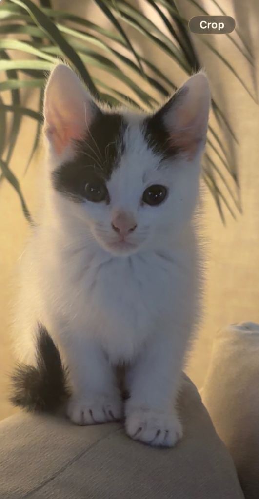 Lovely Kittens 