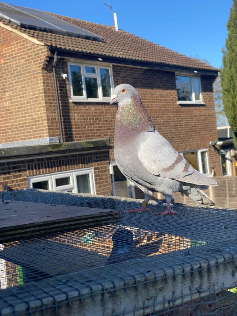 2 mealy cocks for sale 