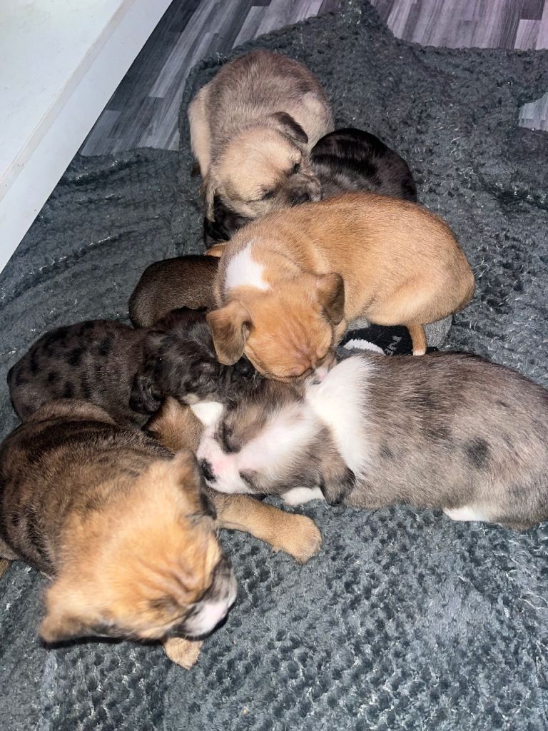 Mixed breed puppies 