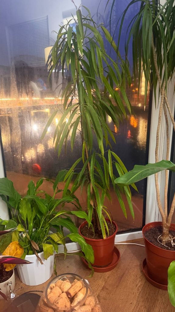 Tall Indoor Plant in Terracotta Pot – Good Condition